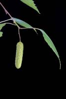 Bouleau - Fruit jeune (Betula pendula)